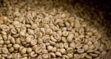 Punased kohvimarjade seemned eemaldatakse ja kuivatatakse