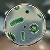 Allergia mikroorganismide suhtes
