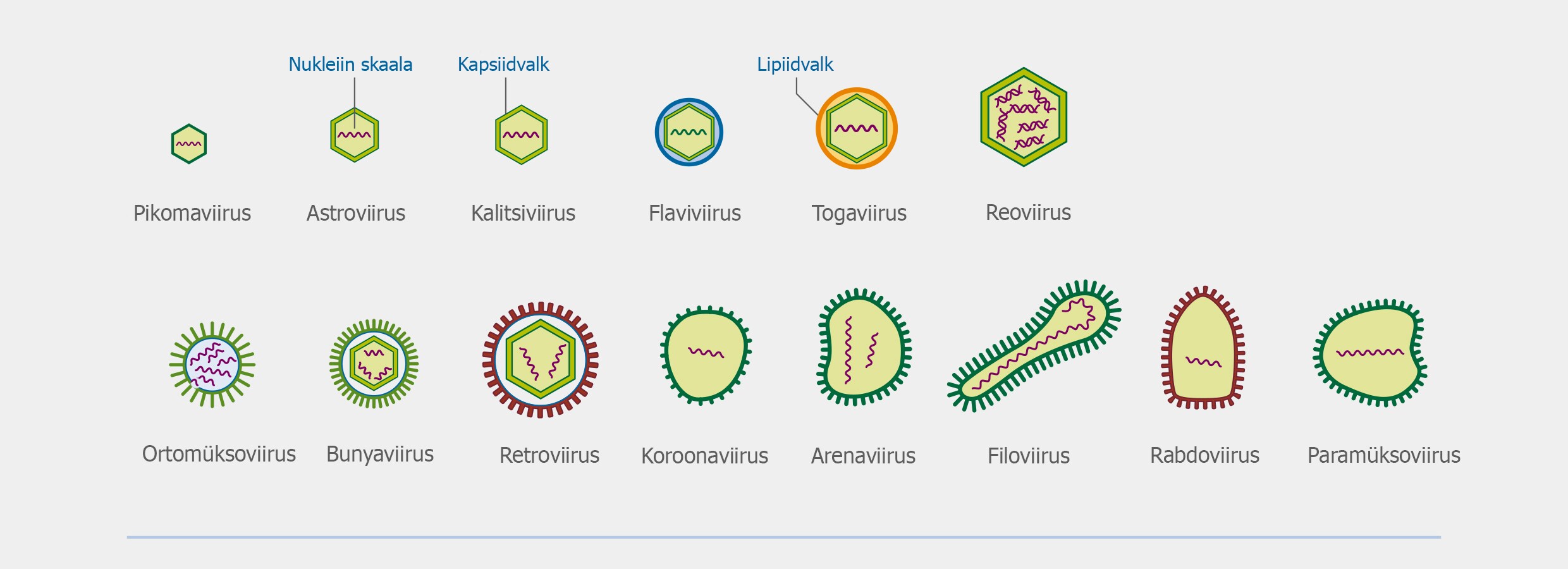 dns virusi